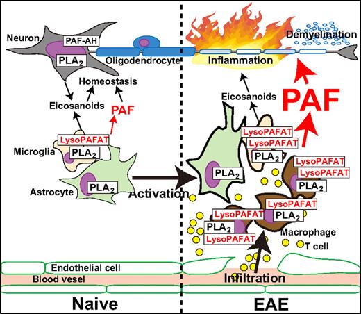 FIGURE 9. Models for PAF production in the CNS of naive mice and EAE mice. Left, In the CNS of naive mice, constant levels of PAF produced by microglia and astrocytes may contributes to the maintenance of CNS homeostasis. Right, In the CNS of EAE mice, the blood-brain barrier has been broken and inflammatory cells, such as T cells and macrophages, have infiltrated the CNS. LysoPAFAT is induced in activated microglia. Thus, robust PAF production is probably dependent on both LysoPAFAT and group IVA cPLA2 coexpressed in activated macrophages and microglia.