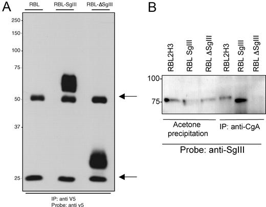 FIGURE 4. A, Expression of full-length and truncated SgIII constructs in RBL2H3 mast cells. RBL2H3 were stably transfected with the indicated constructs. IGEPAL lysates were prepared and immunoprecipitated using 2 μg of the anti-V5 Ab. Immunocomplexes were resolved by 10% SDS-PAGE and Western blotted using anti-V5 (0.5 μg/ml). Arrows indicate position of Ig heavy (55 kDa) and light (26 kDa) chains. B, Coimmunoprecipitation of CgA, full-length SgIII and truncated mutant of SgIII. IGEPAL lysates were prepared from wild-type RBL2H3 cells (lanes 1 and 4), RBL2H3 stably overexpressing SgIII (lanes 2 and 5), and RBL2H3 stably overexpressing the truncated mutant of SgIII (lanes 3 and 6). Cellular lysates were immunoprecipitated using 0.4 μg/ml anti-CgA, and total protein was recovered by acetone precipitation (lanes 1–3). Although in this exposure we do not see significant differences in SgIII content when measuring cellular lysate, SgIII transfectants clearly contain an enhanced level of V5-SgIII when recovered by coimmunoprecipitation. The total protein and the immunocomplexes were then resolved by 10% SDS-PAGE. After electrotransfer and blocking, Western blotting was performed with 0.26 μg/ml anti-SgIII. MW shown in kDa.