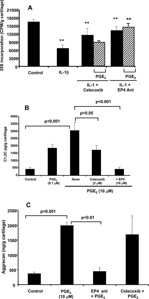 FIGURE 7. A, IL-1β-mediated inhibition of proteoglycan synthesis in OA cartilage is COX-2- and EP4 receptor-dependent. Human OA cartilage was incubated with PGE2 (10 μM) with or without celecoxib (2 μM), or AH23848 (10 μM) in the presence and absence of IL-1β in serum-free medium, before determination of proteoglycan synthesis as 35S incorporation. The data represent mean ± SD. ∗∗, p < 0.01 (n = 4) performed with four individual patient cartilage explants cultures. B and C, PGE2-mediated degradation of type II collagen degradation in human OA cartilage is EP4 dependent. Human OA cartilage was incubated with PGE2 (10 μM) with or without AH23848 (10 μM) in serum-free medium for 72 h (aggrecan; C) or 144 h for type II collagen degradation (B) were assayed as described in Materials and Methods. The data represent mean ± SD (n = 3) performed with three individual patient cartilage explants cultures.