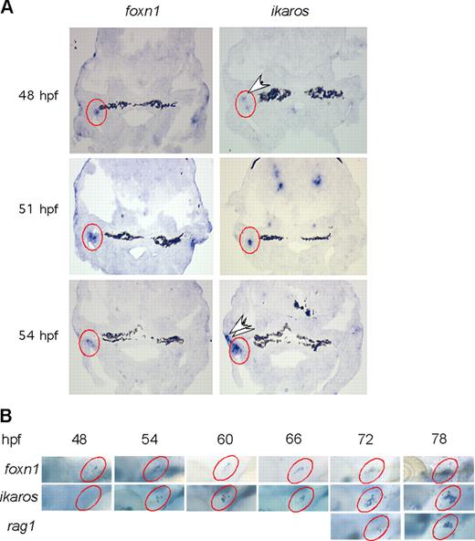 FIGURE 4. RNA expression analysis in wild-type zebrafish thymic anlagen. A, RNA in situ hybridization analysis with the indicated probes on tissue sections of zebrafish larvae at the indicated time points of development. The developing thymic rudiments are indicated by red circles. Note the expression of foxn1 in the skin. ikaros-positive cells appear to migrate to the thymic anlagen in caudo-lateral direction (arrowheads). B, Whole-mount RNA in situ hybridization analysis of larvae at the indicated time points of development. Note that foxn1 expression precedes ikaros expression in the thymic anlagen (indicated by red circles). rag1 expression begins ∼18 h after the appearance of the first ikaros-positive cells. Data are representative of >6 embryos per time point.