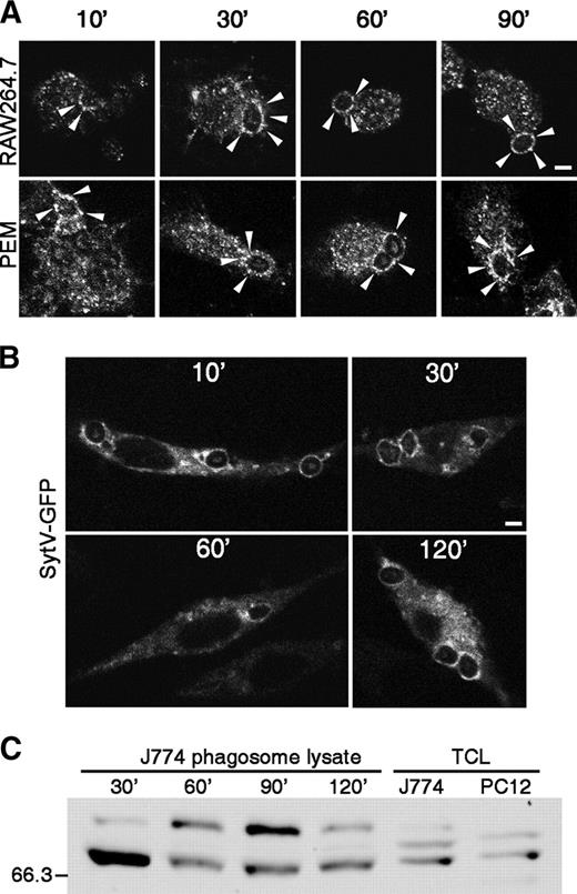 FIGURE 2. Syt V is recruited early to phagosomes and remains during the maturation process. A, Syt V was localized by confocal microscopy at various time points after the initiation of internalization of serum-opsonized zymozan by either RAW 264.7 cells (upper row) or PEM (lower row). Bar, 3 μm. B, Syt V-GFP was localized by confocal microscopy at various time points after the initiation of internalization of serum-opsonized zymozan by RAW 264.7 cells stably expressing Syt V-GFP. Bar, 3 μm. C, Two Syt V forms are present on latex bead-containing phagosomes isolated from J774 cells at various time points after the start of internalization. Western blot analysis was performed on 30-μg phagosomes lysates and 10 μg total cell lysates (TCL) from J774 and PC12 cells. Similar results were obtained in three independent experiments.