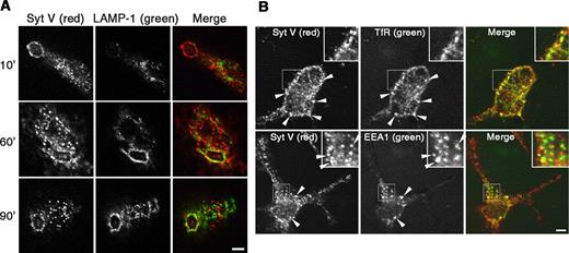 FIGURE 3. Intracellular localization of Syt V in PEM. A, Syt V and LAMP1 do not colocalize and associate to serum-opsonized zymozan-phagosomes with distinct kinetics. Bar, 3 μm. B, Syt V colocalizes with the recycling endosome marker transferin receptor (shown by arrowheads, upper row), whereas little colocalization was observed with the early endosome marker EEA1 (shown by arrowheads, lower row). Bar, 3 μm.