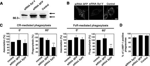 FIGURE 4. Silencing of Syt V impairs phagocytosis. RAW 264.7 cells were transfected with either a siRNA to Syt V or a siRNA to GFP, or only mock transfected (control), and incubated for 24 h. siRNA to Syt V efficiently reduced Syt V levels as shown by Western blot (A) and confocal immunofluorescence microscopy (B). Bar, 3 μm. In A, arrows show the two Syt V forms present in macrophages. The middle band is nonspecific. C, siRNA Syt V inhibited CR- and FcγR-mediated phagocytosis (60 min) but not particle binding (0 min). Particle association and phagocytosis were calculated on at least 100 cells, in triplicate. (∗∗, p ≤ 0.0005 vs siRNA GFP). D, LAMP1 is recruited to zymozan-phagosomes in siRNA Syt V-treated macrophages, as determined 90 min after the start of phagocytosis.