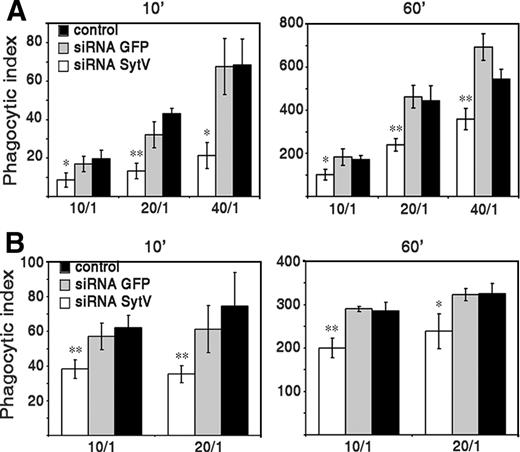 FIGURE 5. Inhibition of phagocytosis in siRNA Syt V-treated cells increases with particle load. The phagocytosis defect of cells treated with siRNA Syt V increases with particle load. Macrophages were incubated with increasing ratios of serum-opsonized zymozan (A) or L. donovani promastigotes (B) and particle internalization was determined after 10 min and 60 min. The phagocytic index was calculated on at least 100 cells in triplicate (A and B) (∗, p ≤ 0.005; ∗∗, p ≤ 0.0005 vs RNAi GFP).