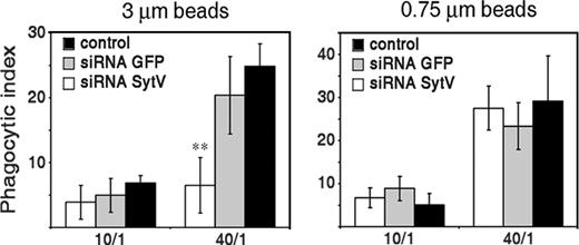 FIGURE 6. Inhibition of phagocytosis in siRNA Syt V-treated cells increases with particle size. The phagocytosis defect of cells treated with siRNA Syt V increases with particle size. Macrophages were fed with either 3- or 0.75-μm IgG-opsonised beads at ratios of 10:1 and 40:1 and particle internalization was determined after 10 min. The phagocytic index was calculated on at least 100 cells in triplicate (∗∗, p ≤ 0.0005 vs RNAi GFP).