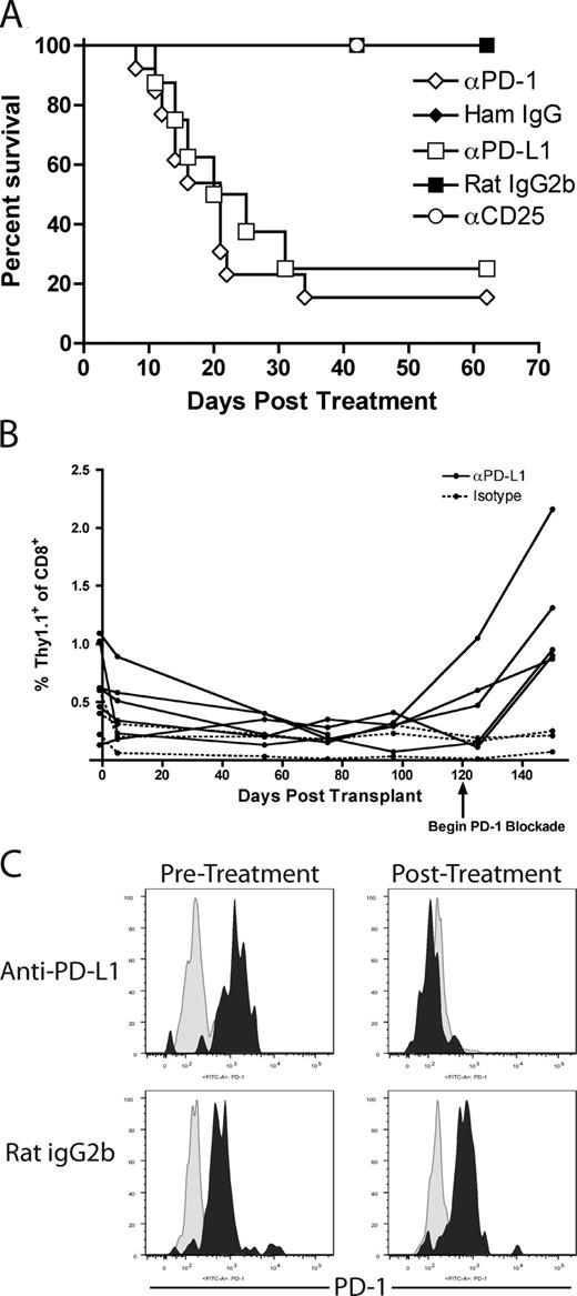 FIGURE 4. In vivo PD-1 blockade precipitated graft loss and induced donor-reactive T cell expansion. Low frequency (<3%) OT-I chimeric animals with mOVA skin grafts surviving >90 days were treated with indicated Ab at day 0 (>120 days posttransplant). Anti-PD-1 (J43) or hamster IgG isotype control were given as 500 μg on day 0 and 250 μg every other day; rat anti-mouse PD-L1 (10F.9G2) or rat IgG2b isotype control was given at 200 μg every third day. Both regimens were discontinued after 2 wk. Anti-CD25 was given at 500 μg on days 0, 2, 4, and 6 (n ≥ 8 mice per group). A, Treatment with anti-PD-1 or anti-PD-L1, but not isotype control or anti-CD25, precipitated graft rejection in recipients of long-surviving skin grafts. B, The frequency of OT-I CD8+ T cells in low frequency OT-I chimeric animals increased following in vivo PD-1 blockade (day 120). C, Representative histograms of PD-1 expression on CD8+Thy1.1+Vα2+ T cells before (day 97) and post in vivo PD-L1 blockade (day 150). PD-1 is down-regulated on CD8+Thy1.1+Vα2+ T cells following anti-PDL-1 treatment and subsequent graft loss but is maintained on CD8+Thy1.1+Vα2+ T cells in recipients treated with rat IgG2b isotype control.