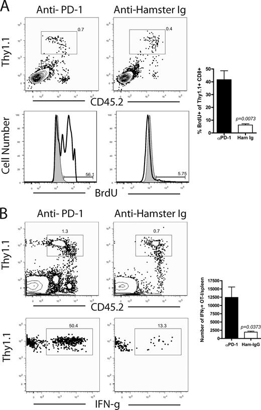 FIGURE 5. OT-I T cells regained proliferative capacity and cytokine effector function post PD-1 blockade. Low frequency OT-I chimeric animals with surviving mOVA skin grafts for >60 days were treated with anti-PD-1 or control hamster Ig. At days 6 and 7 post-PD-1 blockade, mice were given 1 mg BrdU in PBS i.p. (n = 3–4 mice per group). At day 8 following treatment, spleen and LN were harvested and interrogated for (A) BrdU uptake or (B) the ability to make IFN-γ after 5 h of SIINFEKL restimulation. Results indicated that low frequency OT-I chimeras treated with anti-PD-1 exhibited an increased frequency of BrdU+ cycling cells (A, p = 0.0073) and IFN-γ+ cells (B, p = 0.0373), as compared with mice receiving hamster isotype control Ab.