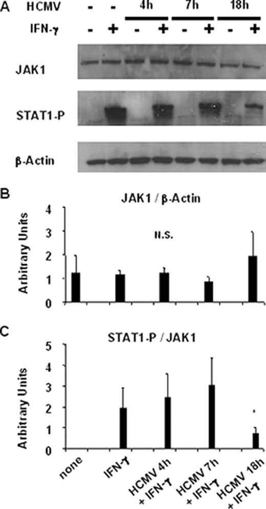 FIGURE 2. Impaired tyrosine phosphorylation of STAT1 is not due to degradation of JAK1. A, MRC5 cells were infected with HCMV for the indicated periods and incubated with IFN-γ for the last hour of infection. A representative experiment is shown. Expression of total JAK1 as well as tyrosine phosphorylation of STAT1 were evaluated. β-Actin was used as a marker for the total amount of protein. Densitometric analysis of Western blots from three independent experiments showing relative expression of total JAK1 vs actin (B) and STAT1-P-Tyr vs total JAK1 (C). Bars, SD. Statistical analysis was performed using a Mann-Whitney U test. Values of STAT1-P-Tyr in the HCMV 18 h + IFN-γ experimental group were significantly lower (∗, p < 0.05) than all other values obtained in the presence of IFN-γ and/or HCMV.