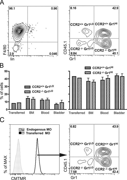 FIGURE 6. CCR2 is dispensable for entry of adoptively transferred monocytes into the bladder. Monocytes were prepared from CCR2+/+ (CD45.1+) and CCR2−/− (CD45.1−) BM by negative selection of CD4+, CD8+, CD19+, and Ly6G+ cells. Both populations were mixed at a 1:1 ratio, labeled with CMTMR and transferred into C57BL/6 mice infected with UPEC 3 h before. A, Characterization of the transferred mix by F4/80 and Lin, and by CD45 and Gr1 expression. B, Then, 1 h after adoptive transfer, CMTMR+ cells in the BM, the blood, and in the bladder were analyzed for CD45 and Gr1 expression. The bars represents the relative proportions of CCR2+/+ (CD45.1+) and CCR2−/− (CD45.1−) expressing high or low levels of Gr1. C, Analysis in the bladder is given as an example. Shown are the mean ± SD of groups of four mice. Results are representative of two individual experiments.