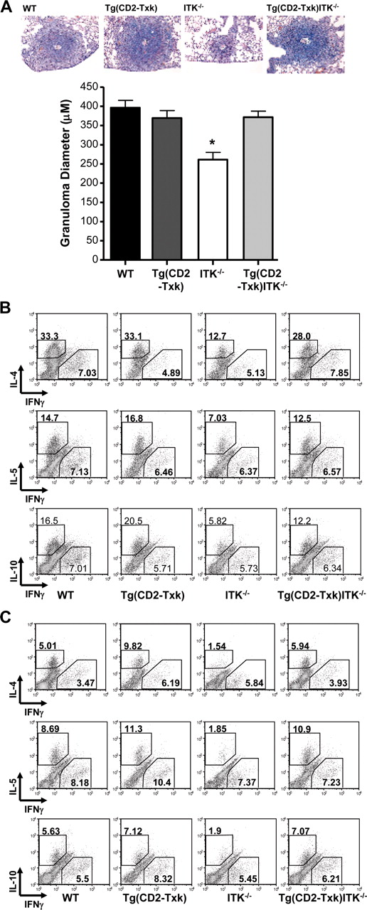 FIGURE 5. Rescue of S. mansoni induced lung granulomas in Itk-null mice by Txk. A, WT, Itk-null, Tg(CD2-Txk), or Tg(CD2-Txk)Itk−/− mice were injected i.p. and then challenged i.v. with S. mansoni eggs, followed by analysis of lung sections by H&E (top panel). Granuloma size was determined and plotted (bottom panel). Data are representative of two experiments examining 8–9 mice per genotype; ∗, p < 0.05. B and C, Cells collected from the draining lymph nodes (B) or spleens (C) of mice treated as in A were restimulated with SEA, fixed, and analyzed for intracellular IL-4, IL-5, IL-10, and IFN-γ. Data are representative of two experiments each consisting 4–6 mice per genotype.