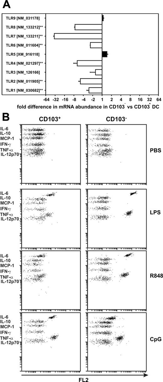 FIGURE 5. Distinct TLR agonists trigger CD103− DC to secrete proinflammatory cytokines. A, Same experiment as described in Fig. 3A. Gene expression profiles of TLRs are shown. B, CD103+ and CD103− DC were sorted from day 5 cultures of GFP+c-kit+ cells and cultured for 16 h in the presence of 1 μg/ml LPS, 1 μg/ml R848, or 16 μg/ml CpG or were left untreated (PBS). Cytokines present in the culture supernatants were analyzed applying cytokine bead arrays.