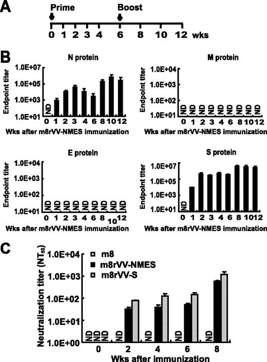 FIGURE 2. Immunogenicity of m8rVV-NMES in rabbits. A, New Zealand White rabbits (n = 3) were inoculated intradermally with 108 PFU/body of m8rVV-NMES or m8 at 0 and 6 wk. Blood samples were collected at the indicated time points. B, Induction of serum IgG specific for the four structural proteins of SARS-CoV. The individual SARS-CoV structural protein-specific IgG titers are presented as the end point dilution Ab titers. The end point titer was defined as the reciprocal of the highest dilution of serum at which the absorbance at 490 nm (A490) ratio (A490 of m8rVV-NMES-immunized serum/A490 of m8-immunized serum (negative control)) was greater than 2.0. C, Induction of neutralizing Abs against SARS-CoV. The neutralization titer of m8rVV-NMES-immunized rabbit sera was defined as the end point dilution of the serum at which there was 50% inhibition (NT50) of the SARS-CoV-induced cytopathic effect. Immunization with m8rVVs or m8 was conducted using the schedule described in Fig. 3A. ND, Not detectable.