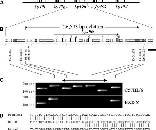 FIGURE 1. Fine mapping of the Ly49h deletion in BXD-8 mice. A, Physical map in the vicinity of Ly49h gene. B, Gene structure of Ly49h gene. Exons are indicated as black boxes and are numbered 1–8. Gray boxes correspond to repeated sequences. The position of genetic markers used is indicated below. Markers D6Ott68, 72, and 74 are deleted in BXD-8 mice. C, STS content analysis of C57BL/6 and BXD-8 DNA with marker across the Ly49h genomic domain indicated in B. D, Sequence of the deleted BXD8 allele at the breakpoint. The proximal and distal sides of the deletion overlap by 4 bp.