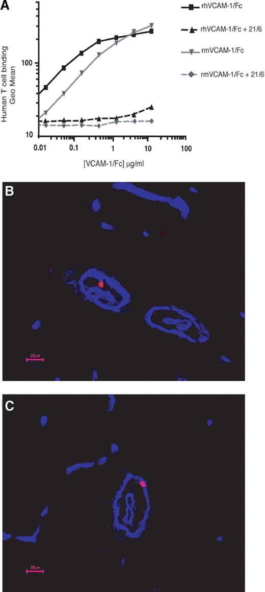 FIGURE 1. Human T cells interact with mouse VCAM-1 in vitro and migrate across the inflamed mouse CNS microvasculature in vivo. A, Human and mouse VCAM-1 bind equally well to α4β1 integrin on human T cells in vitro. Binding of human (rh) and mouse (rm) soluble recombinant VCAM-1/Fc fusion proteins to human Jurkat T cells sorted for high α4 integrin expression was determined by FACS analysis. Geometrical means of fluorescence intensity obtained after incubation with increasing concentrations of VCAM-1-Fc fusion proteins is shown. Binding of both VCAM-1-Fc fusion proteins to Jurkat T cells was mediated by α4 integrins as demonstrated by complete inhibition of binding by the anti-human α4 integrin Ab 21/6, but not by Abs directed against CD3 or CD18 (see supplemental Fig. 1). B and C, Human T cells migrate across the inflamed blood-brain barrier into the CNS in mice with EAE. Four hours after T cell infusion mice were perfused with 1% formaldehyde/PBS (pH 7.4) and spinal cords were dissected, embedded in OCT compound (Sakura Finetek), and longitudinal 6-μm-thick frozen tissue sections were cut. Slides were screened for the presence of fluorescently labeled T cells and subsequently stained for laminin (blue) to mark the endothelial and parenchymal basement membranes, which define the inner and outer borders of the perivascular space, to determine the presence of human T cells in the mouse spinal cord in relation to blood vessels. In total, 230 tissue sections from three mice were screened for the presence of fluorescently labeled human T cells. Zero to a maximum of three human T cells per section could be detected localized either still inside the vessel lumen, within the perivascular space (B), on its way across the parenchymal basement membrane (C), or very rarely within the CNS parenchyma. T cells shown in A and B were labeled with 2.5 μM Cell Tracker Orange before infusion. Bars represent 20 μm.