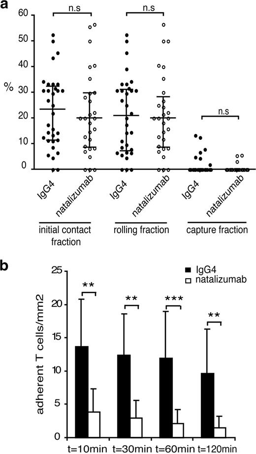 FIGURE 2. Natalizumab inhibits α4 integrin-mediated firm adhesion but not initial contact of human T cells with the BBB during EAE. a, Initial T cell interaction with spinal cord postcapillary venules during EAE. Initial contact of human T cells with the endothelial cells was analyzed by counting all T cells passing through spinal cord microvessels and T cells that visibly initiated contact (either rolling or capture) with the spinal cord microvascular endothelium and thus moved at a slower velocity than the passing T cells in a frame by frame video analysis using the CapImage 8.3 software (Dr. H. Zeintl, Heidelberg, Germany). The rolling and capture fractions represent the percentage of rolling or captured T cells among the total number of T cells passing through a given venule during a 1-min observation period. Each dot represents one venule. Thirty-two venules in eight mice and 28 venules in seven mice for human IgG4 and natalizumab conditions, respectively, are included in this analysis. Quantitative data are given ± SD; the Mann-Whitney U test was performed. b, Adhesion of human T cells to spinal cord microvessels during EAE. Firm adhesion of human T cells to the inflamed spinal cord microvasculature during EAE was evaluated at 10, 30, 60, and 120 min after T cell infusion (4 × 106 T cells cells/mouse). Eight mice for human IgG4 and natalizumab conditions are included into this analysis. Asterisks indicate significant differences. Quantitative data are given as means ± SD. Mann-Whitney U-Test was performed, asterisks indicate significant (*, p < 0.05) and highly significant (**, p < 0.01) differences.