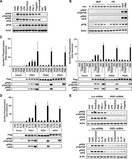 FIGURE 1. TLR ligands induce activation of PKD1 in macrophages. A, RAW264.7 cells were stimulated with medium (med), CpG DNA (12 μg/ml), LPS (50 ng/ml), Pam3Cys (Pam3CSK4, 1 μg/ml), PGN (10 μg/ml), FSL-1 (0.1 μg/ml), flagellin (1 μg/ml), imiquimod (10 μg/ml), poly(I:C) (PIC; 50 μg/ml), MDP (10 μg/ml), or PMA (10 ng/ml) for 45 min. B, RAW264.7 cells were stimulated with poly(I:C) (PIC; 50 μg/ml) or MDP (10 μg/ml) for the indicated time period. CpG DNA (12 μg/ml) or PMA (10 ng/ml) was used as positive control. Activation status of PKDs was detected by Western blot assay using Abs specific for the phosphorylated forms of PKDs (pPKDs744/748, pPKDs916). Phosphorylation of p38 was detected as an indication that each stimulus was functional. C and D, RAW264.7 cells stably expressing empty vector, FLAG-tagged PKD1, FLAG-tagged PKD2, or FLAG-tagged PKD3 were stimulated as indicated for 45 min. Each PKD family protein in whole-cell lysates was immunoprecipitated with anti-FLAG Ab. Kinase activity of PKDs was analyzed by in vitro kinase assay using syntide-2 as a PKD substrate (top). Expression and phosphorylation status of each PKD were analyzed by immunoblotting with anti-FLAG and anti-phospho-PKD Abs, respectively (bottom). E, Control luciferase-knockdown (Luc shRNA) or PKD1-knockdown (PKD1 shRNA) macrophages were stimulated as indicated for 45 min. Activation status of PKDs was detected by Western blot assay.