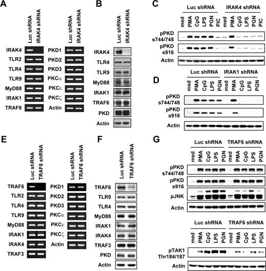 FIGURE 3. IRAK4 and IRAK1, but not TRAF6, are required for activation of PKD1 by TLR ligands. A and B, RAW264.7 cells were stably transfected with vectors expressing control luciferase-shRNA or IRAK4-shRNA under control of the H1 promoter, as described previously (27 ). mRNA levels (A) and protein levels (B) of the selected molecules in TLR signaling, PKD family, and PKC family in control and IRAK4-knockdown RAW264.7 cells were analyzed by RT-PCR and Western blot assay, respectively. C and D, Control luciferase-knockdown (Luc shRNA), IRAK4-knockdown (IRAK4 shRNA), or IRAK1-knockdown (IRAK1 shRNA) macrophages were stimulated as indicated. Phosphorylation status of PKD1 was detected by Western blot analysis. E and F, RAW264.7 cells were stably transfected with vectors expressing control luciferase-shRNA or TRAF6-shRNA under control of the H1 promoter, as described previously (27 ). mRNA levels (E) and protein levels (F) of the selected molecules in TLR signaling, PKD family, and PKC family in control and TRAF6-knockdown RAW264.7 cells were analyzed by RT-PCR and Western blot assay, respectively. G, Control luciferase-knockdown (Luc shRNA) or TRAF6-knockdown (TRAF6 shRNA) macrophages were stimulated as indicated. Phosphorylation status of PKD1 was detected by Western blot analysis. Phosphorylation of JNK and TAK1 (pTAK1 Thr184/187) was detected to verify functional effectiveness of TRAF6 knockdown by TRAF6-shRNA.