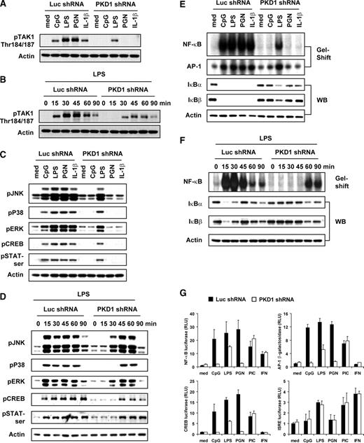 FIGURE 5. PKD1 is required for MyD88-dependent activation of TAK1, MAPKs, and transcription factors. A–F, Control luciferase-knockdown (Luc shRNA) or PKD1-knockdown (PKD1 shRNA) macrophages were stimulated as indicated for 45 min (A, C, and E), 1 h (E, for NF-κB), or 4 h (E, for AP-1), or stimulated with LPS for indicated time periods (B, D, and F). Phosphorylation of TAK1, JNK, p38, ERK, CREB, and STAT1 was detected by Western blot analysis. DNA-binding activities of transcription factor, NF-κB, or AP-1, in equal amounts of nuclear extracts (3 μg/lane), were analyzed by EMSA (gel shift), and degradation of IκBα and IκBβ in cytosolic extracts was detected by Western blot analysis (WB). G, Cells were transiently transfected with AP-1-β-galactosidase, or pRL-TK-luciferase plus NF-κB-luciferase, CREB-luciferase, or ISRE-luciferase reporter genes and then stimulated as indicated for 12 h. Luciferase (NF-κB, CREB, or ISRE) or β-galactosidase (AP-1) activities in cell extracts were analyzed. Data represent the mean relative luciferase unit (RLU) ± SD of triplicates.