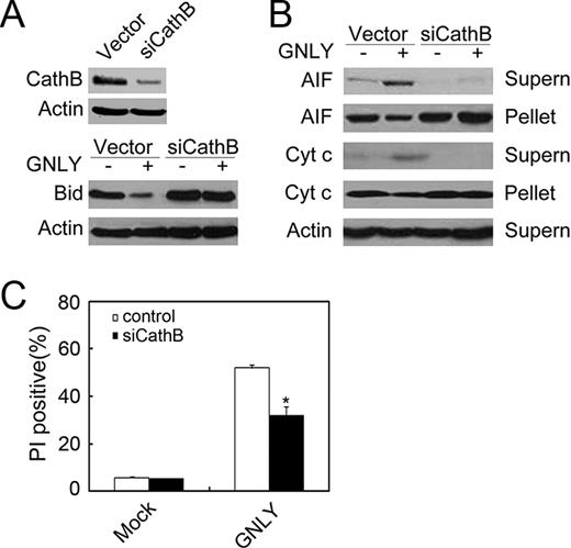 FIGURE 6. Cath B silencing reduces GNLY-mediated Bid processing and release of cyt c and AIF. A, Cath B silencing blocks GNLY-induced Bid processing. Cath B was silenced by transfection with pSUPER-Cath B-shRNA. β-Actin was a negative control. Cath B-silenced HeLa cells were treated with 50 μM GNLY for 6 h and probed with anti-Bid serum. β-Actin was unchanged as a loading control. B, Cath B silencing reduces GNLY-induced release of cyt c and AIF. The supernatants and the pellets of target cells were separated after above treatment and detected by immunoblotting. C, Cath B silencing is resistant to GNLY-induced cell death. The above treated HeLa cells were stained by PI. PI-positive cells were calculated as mean ± SD. ∗, p < 0.05. The data represent at least four separate experiments.