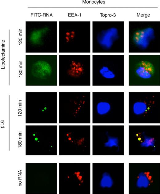 FIGURE 6. ssRNA in complex with Lipofectamine rapidly translocates into the cytoplasm, whereas pLa complexed ssRNA is retained in endosomal compartments. Fluorescent images of monocytes transfected with FITC-labeled ssRNA 9.2-sense (FITC-RNA) complexed to pLa or Lipofectamine and incubated for the indicated durations. Fixed cells were stained with EEA-1 (rhodamine-red-X) to mark endosomes and nuclear counterstaining was performed using TOPRO-3.