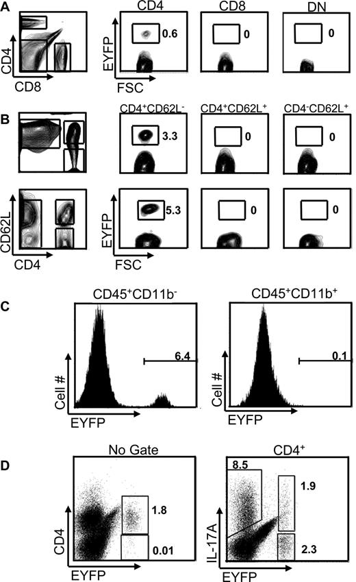 FIGURE 2. IL-17F expression is restricted to CD4 T cells during EAE. A, Splenocytes from EAE-sick mice (day 14) were stained for CD4 and CD8. Percentages of gated cells expressing EYFP are given in the gates. B, Splenocytes (upper row) and PBMC (lower row) were stained for CD62L and CD4. The percentages of gated cells are shown in the regions. C, CNS-infiltrating cells were isolated and stained for CD45.2 and CD11b. EYFP expression in the indicated populations is shown in the histograms. D, Total CNS-isolated cells were stained for CD4 and IL-17A. EYFP expression is shown in the indicated cell types.