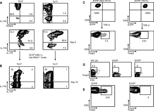 FIGURE 3. Th17 cells are resistant to Foxp3 up-regulation. Th17 and Tc17 cells were raised in a culture from pooled splenocytes isolated from MOG-CFA-immunized IL-17F-CreEYFP mice. A, Whole splenocytes were restimulated using MOG peptide (50 μg/ml) TGF-β, IL-6, and anti-IFN-γ for 4 days then for a further 3 days with IL-23 and IL-2. After this culture period, extracted cell samples were stained intracellularly for IL-17A, IL-17F, and a fluorochrome-matched isotype control Ab after restimulation with PMA, ionomycin, and brefeldin A. Contour plots are gated on Th17 (CD4+EYFP+) or Tc17 (CD8+EYFP+) cells. B, CD90.2+EYFP+ cells were cell sorted from these cultures (>99%), after which 2 × 105 cells were injected into the tail vein of RAG1−/− mice. Contour plots represent IL-17F and IL-17A expression of the transferred Th17 or Tc17 cells after a 14-day period of expansion. Percentages of EYFP+ gated cells are shown in the representative quadrants. C, Magnetically enriched IL-17F-CreEYFP CD4+ cells from spleen and lymph nodes were cultured for 5 days with anti-CD3, anti-CD28, TGF-β, IL-6, and neutralizing anti-IFN-γ or TCR-stimulated in the absence of Th17 cytokines. After 5 days, cells were sorted from the cultures according to CD4+EYFP+ or CD4+EYFP−. The sorted cells were switched into 2 ng/ml TGF-β-containing medium. After a further 3 days, Th17 and control cells were analyzed for up-regulation of Foxp3. Numbers in the quadrants represent percentages of CD4+ gated cells. D, CD90.2+EYFP−CD25− or CD90.2+EYFP+ cells (1 × 105) from Th17 cultures were FACS sorted (99%) and stained for Foxp3. Percentages of Foxp3+ T cells are given in the gates. E, Cells sorted as in D (1 × 105) were injected i.v. into RAG-deficient hosts. After 14 days, recovered cells were stained for Foxp3. Quadrant numbers represent the percentage of Foxp3-expressing CD4 T cells.