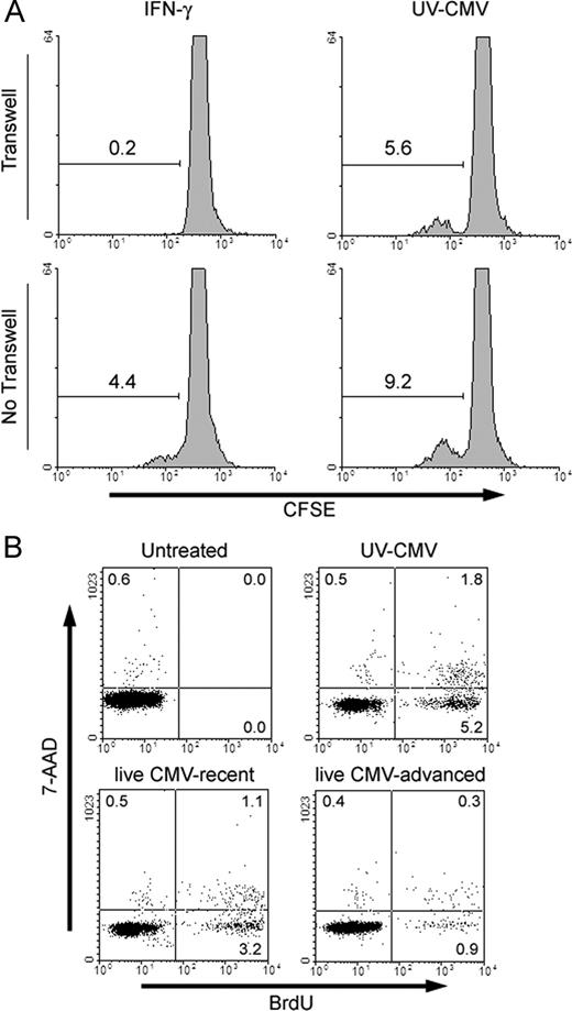 FIGURE 4. CD4+ T cell activation in CMV-infected HUVEC cocultures does not require contact with CMV-infected HUVEC. A, FACS histograms showing CFSE dilution in proliferating CD4+ T cells cultured for 8 days with either IFN-γ-treated or UV-CMV-infected HUVEC. CD4+ T cells were either maintained in the upper chamber of a 0.2-μm Transwell, separate from the HUVEC monolayer (upper panels), or in standard coculture without any Transwell inserts (lower panels). The experiment was repeated three additional times with similar results. B, FACS dot plots showing days 4 and 5 of BrdU incorporation of purified CD4+ T cells cultured in medium that had been conditioned for 2 days with HUVEC. T cells were counterstained with 7-aminoactinomycin D that allowed the exclusion of nonviable cells. HUVEC were treated before medium conditioning as follows: no treatment, UV-CMV for 24 h, live-CMV for 24 h (recent), or live CMV and then allowed to progress until 100% of the HUVEC displayed CPE (advanced). Quadrant numbers represent percentages of gated cells. Data are representative of three experiments with similar results.