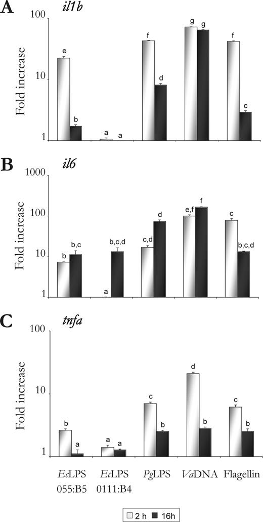 FIGURE 2. LPS induces the expression of proinflammatory cytokines in leukocytes from green spotted pufferfish. Total head kidney leukocytes were stimulated for 2 and 16 h with 10 μg/ml of EcLPS (serotypes 055:B5 and 0111:B4), 10 μg/ml of PgLPS, 50 μg/ml of VaDNA, and 1 μg/ml of flagellin, and the mRNA levels of the proinflammatory cytokines il1b (A), il6 (B), and tnfa (C) were determined by real-time RT-PCR. Gene expression is normalized against rps11 and is shown as relative to the mean of nonstimulated cells. Each bar represents the mean ± SE of triplicate samples. Different letters denote statistically significant differences between the groups according to a Tukey test. The groups marked with “a” did not show statistically significant differences from control cells.