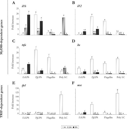 FIGURE 3. LPS exclusively induces the expression of MyD88-dependent genes in the zebrafish. Zebrafish were injected in the left epaxial muscle with the indicated PAMPs, and the mRNA levels of il1b (A), il12 (B), tnfa (C) lta (D), inf1 (E), and mxc (F) were determined by real-time RT-PCR at different time points. Gene expression is normalized against rps11 and is shown as relative to the mean of nonstimulated cells. Each bar represents the mean ± SE of triplicate samples. Different letters denote statistically significant differences between the groups according to a Tukey test. The groups marked with “a” did not show statistically significant differences from controls.