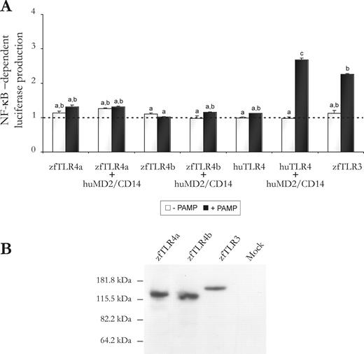 FIGURE 4. Ectopic expression of zebrafish TLR4a or TLR4b in HEK293 does not conferred sensitivity to LPS. The HEK/Elam-luc cells were transfected with expression constructs for zfTLR4a, zfTLR4b, zfTLR3, or huTLR4 alone or in combination with huMD-2 and huCD14. A, Forty-eight hours after transfection, cells were stimulated for 8 h with the specific ligand for each TLR, and the relative luciferase production was determined as described in Materials and Methods. Each bar represents the mean ± SE of triplicate samples. Different letters denote statistically significant differences between the groups according to a Tukey test. The groups marked with “a” did not show statistically significant differences from mock-transfected cells. B, The cells extracts from A were also probed with the anti-V5 mAb.