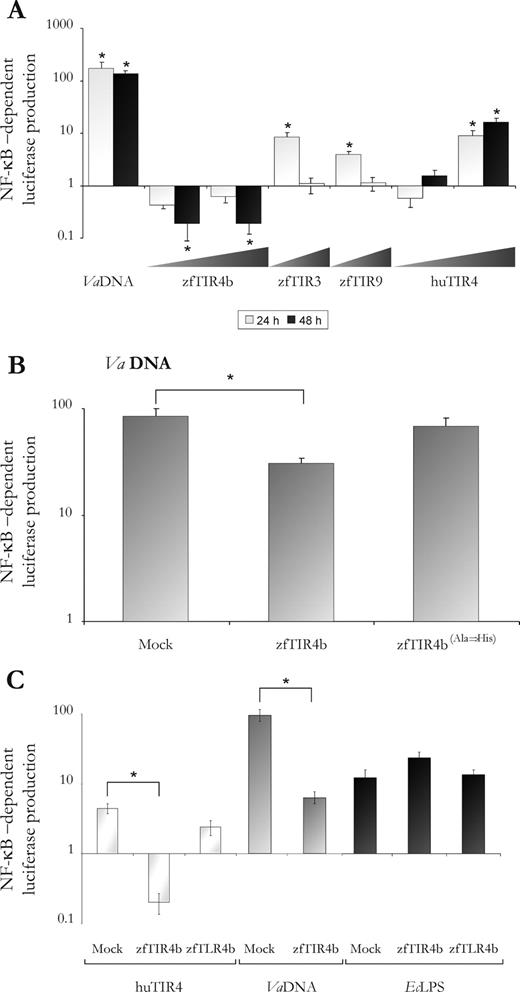FIGURE 6. Zebrafish TLR4 negatively regulates NF-κB-signaling pathway. Zebrafish one-cell embryos were microinjected with NF-κB luciferase and pRL-TK (10:1) reporter vectors together with 6.5 ng of VaDNA, 30 ng of EcLPS, and/or 0.1–1.0 ng of the expression constructs zfTLR4b, zfTIR4b, zfTIR3, zfTIR9, zfTIR4b(Ala→His), and huTIR4. Twenty-four (A–C) and 48 (A) hours after microinjection, activation of the NF-κB was measured as described in Materials and Methods. The results are expressed as the mean ± SE of normalized luciferase activity relative to control embryos not injected with PAMPs. The asterisks denote statistically significant differences between the indicated samples.