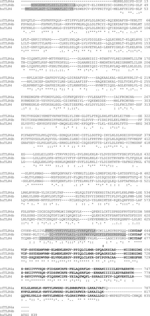 FIGURE 7. Multiple alignment of zebrafish and human TLR4. Identical and similar residues identified in all proteins are indicated by asterisks and colons, respectively. The predicted leader peptide and the transmembrane domain (gray), the TIR domain (Prosite accession no. PS50104) (boldface), and the residue important for the activity of mammalian TLR4 (#) are shown. The accession numbers for the sequences are CAH72619 for huTLR4, XP_001336007 for zfTLRa, and AAH68358 for zfTLR4b. Note that no apparent leader peptide is present in zfTLR4a.
