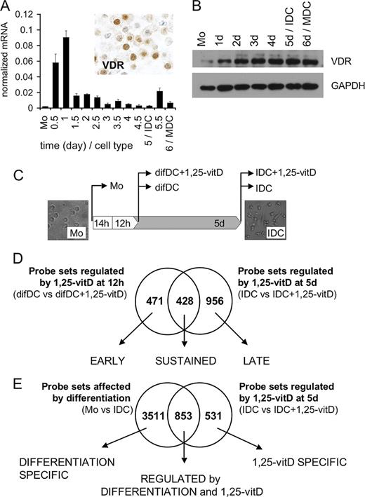 FIGURE 1. VDR is expressed early in developing monocyte-derived DCs and directs the transcription of a large set of genes independently of the differentiation program. A, Expression of VDR in differentiating and maturing human monocyte-derived DCs as determined by qPCR (Mo, monocyte). To obtain MDCs, cells were treated with a mixture of proinflammatory cytokines. VDR is strongly expressed and is localized to the nucleus in IDCs as demonstrated by immunohistochemical staining. B, VDR protein is accumulated in an early phase during differentiation as shown by Western blotting analysis (A, inset). C, CD14+ monocytes were isolated from peripheral blood and cultured in the presence of IL-4 and GM-CSF. Fourteen hours after setting up the culture, the differentiating cells were treated with 10 nM 1,25-vitD or vehicle for 12 h or 5 days (d). The transcriptomes of monocytes, differentiating DCs (difDC), or 5-day IDCs treated with 10 nM 1,25-vitD or vehicle were analyzed by Affymetrix microarrays. D, Probe sets regulated by 1,25-vitD treatment in differentiating DCs (12 h) and IDCs (5 days) were identified and compared. The results are visualized as a Venn diagram. The regulated probe sets were categorized as early (regulated at 12 h only), sustained (regulated both at 12 h and 5 days), and late (regulated at 5 days only). Note the large number of genes that are regulated already at 12 h. E, Probe sets differentially expressed during the monocyte to IDC differentiation as well as probe sets regulated by the 5-day 1,25-vitD treatment were identified and compared. The results are visualized as a Venn diagram. Note the significant number of probe sets regulated by 1,25-vitD, but not the differentiation process itself.