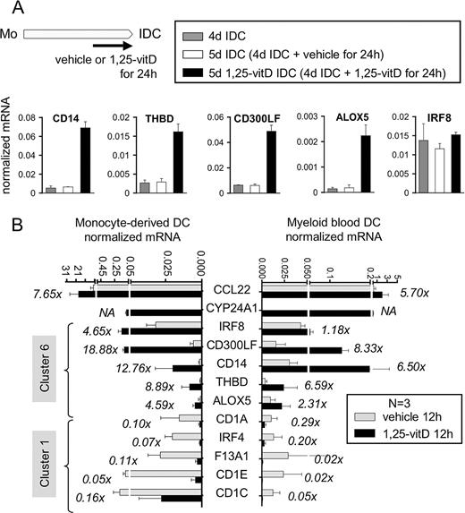 FIGURE 4. Many early immunity and defense genes are autonomously regulated in differentiating DCs and blood myeloid DCs. A, 1,25-vitD changes the expression levels of its target genes independently of the differentiation state of DCs. Monocytes (Mo) were cultured with GM-CSF and IL-4 for 4 days (d), and then differentiating DCs were treated with 10 nM 1,25-vitD or vehicle for 24 h. The expressions of selected immunity and defense genes, which are oppositely regulated by differentiation and 1,25-vitD treatment (cluster 6; Fig. 3) were measured by qPCR. B, The 1,25-vitD sensitivity of selected immunity and defense genes was verified in monocyte-derived DCs and blood myeloid DCs by qPCR. Genes tested included a selected panel of immunity and defense genes, the expressions of which are oppositely regulated by differentiation and 1,25-vitD treatment (clusters 1 and 6; Fig. 3) and CCL22 and CYP24A1 (belonging to clusters 4 and 5, respectively). Gene expression levels were measured by qPCR. Bars show the mRNA levels of the indicated genes for vehicle-treated and 1,25-vitD-treated samples. Note that the axes showing the qPCR signal intensities are each twice broken to accommodate the large range of expression levels. If applicable, fold changes (1,25-vitD-treated/vehicle-treated) are indicated by numbers next to the bars (NA, not applicable).