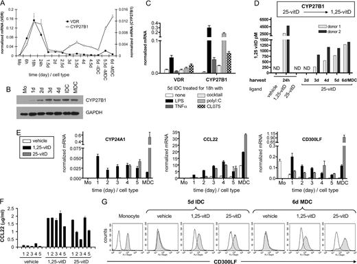 FIGURE 6. Endogenously produced 1,25-vitD regulates the expression of CYP24A1, CCL22, and CD300LF. A, Transcription of VDR and CYP27B1 shows similar kinetics in differentiating human monocyte (Mo)-derived DCs as determined by qPCR. B, CYP27B1 protein is accumulated in an early phase during differentiation as shown by Western blot analysis. C, VDR and CYP27B1 gene expression is induced by a partially overlapping set of stimuli in human monocyte-derived DCs. (Stimuli were as follows: LPS; TNF-α; a mixture of the proinflammatory cytokines TNF-α, IL-1β, IL-6, and PGE2; polyinosinic:polycytidylic acid (polyI:C); and CL075, a TLR8/7 agonist.) D, DCs were incubated with 100 nM 25-vitD and the produced 1,25-vitD content of the cells was measured by ELISA. For positive and negative controls, cells were incubated for 24 h with 10 nM 1,25-vitD and vehicle, respectively. ND (not detectable) indicates that 1,25-vitD concentration was under the detection limit. E, Cells were cultured with 10 nM 1,25-vitD or 100 nM 25-vitD for various times. MDCs were generated with a mixture of proinflammatory cytokines. The expressions of CYP24A1, CCL22, and CD300LF in differentiating, immature and mature DCs were determined by qPCR. F, Elevated level of secreted CCL22 was detected by ELISA in supernatants of IDCs differentiated from monocytes obtained from five different donors after a 5-day (d) 10 nM 1,25-vitD or 100 nM 25-vitD treatment. G, Up-regulation of CD300LF (gray histograms) in the presence of 1,25-vitD and 25-vitD was confirmed by flow cytometry. An irrelevant isotype-matched Ig was used as a negative control (shown by white histograms). One representative experiment of four performed is shown.