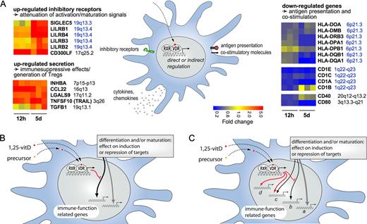 FIGURE 7. The proposed model of how exogenous or endogenously produced 1,25-vitD regulates gene expression in developing DCs is shown. A, 1,25-vitD-regulated clusters of genes implicated in the tolerogenic phenotype (leukocyte Ig-like receptor B (LILRB) inhibitory receptors, HLA, and CD1 molecules) identified by microarray analysis. The heat maps show the expression levels of the indicated genes from three donors at 12 h and 5 days (d). The chromosomal locations of the genes are also indicated. The effect of 1,25-vitD is only partially mediated by suppression of target genes (e.g., HLA, CD1, and costimulatory molecules), and the induction of target genes (inhibitory receptors, chemokines, and cytokines) is likely more important than previously thought to achieve the tolerogenic phenotype. B, Previous studies investigated the 1,25-vitD effect in developmental context and documented that 1,25-vitD leads to transcriptional changes that are opposite to those brought upon by differentiation and maturation. RXR, Retinoid X receptor. C, Our data suggest a complex role for 1,25-vitD in inducing the tolerogenic phenotype. The majority of genes changing during differentiation are not targets of 1,25-vitD regulation (a). A fraction of genes are likely to be regulated, especially in maturing DCs, as suggested earlier via inhibition of other signaling pathways by controlling master regulators, antagonizing the action of other transcription factors (b). A significant fraction of 1,25-vitD-regulated genes appear to be regulated independently by 1,25-vitD and the differentiation program, even if the effect of 1,25-vitD and the differentiation programs are opposite (c). There are several 1,25-vitD-regulated genes not affected during differentiation (d).
