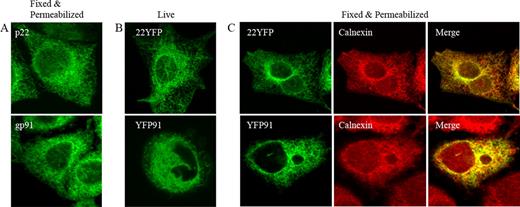 FIGURE 2. The subunits of flavocytochrome b, gp91phox, and p22phox localize to the ER when expressed individually in CHO cells. A, CHO cells stably expressing untagged p22phox (top panel) or gp91phox (bottom panel) were fixed, permeabilized, and stained for p22phox (mAb 44.1) or gp91phox (mAb 54.1). 22YFP or YFP91 transiently expressed in CHO-WT cells was imaged 48 h posttransfection in (B) living cells and (C) cells fixed, permeabilized, and costained for calnexin. Merged images show 22YFP and calnexin (top panel) and YFP91 and calnexin (bottom panel), and they are single plane z-stack slices acquired from the bottom of the cell.