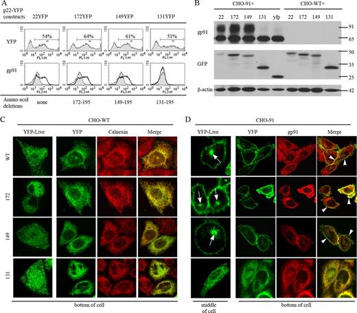 FIGURE 6. p22phox C-terminal aa 149–195 are not required for trafficking of the heterodimer to the plasma membrane or to the perinuclear recycling compartment. CHO-WT or CHO-91 cells were transfected with vectors for 22YFP, 172YFP, 149YFP, or 131YFP and evaluated 24 h posttransfection (n = 2 experiments where YFP-tagged p22phox C-terminal deletion proteins were evaluated). A, Top panel, Flow cytometry analysis of YFP shows similar transfection efficiency of all YFP-tagged p22phox constructs when transiently expressed in CHO-91 cells. Bottom panel, Analysis of gp91phox cell surface expression (mAb 7D5) by flow cytometry reveals increased gp91phox surface expression with coexpression of 22YFP, 172YFP, and 149YFP, but not 131YFP (bottom panel, black lines). CHO-91 cells were used as the control (gray). B, Cell lysates were evaluated for gp91phox (mAb 54.1), YFP (anti-GFP), and β-actin protein expression. C, Left column, Live imaging of YFP-tagged p22phox derivatives transiently expressed in CHO-WT cells. Right columns, CHO-WT cells transiently expressing YFP-tagged p22phox derivatives were fixed, permeabilized, and stained for calnexin. D, Left column, Live imaging of YFP-tagged p22phox derivatives transiently expressed in CHO-91 cells. Arrows show that 22YFP, 172YFP, and 149YFP associate with the endocytic recycling compartment, but 131YFP did not. Z-stack slices collected from the middle of the cell are shown. Right columns, CHO-91 cells transiently expressing YFP-tagged p22phox derivatives were fixed, permeabilized, and stained for gp91phox (mAb 54.1). 22YFP, 172YFP, 149YFP, but not 131YFP, colocalized with gp91phox at the plasma membrane (arrowheads).