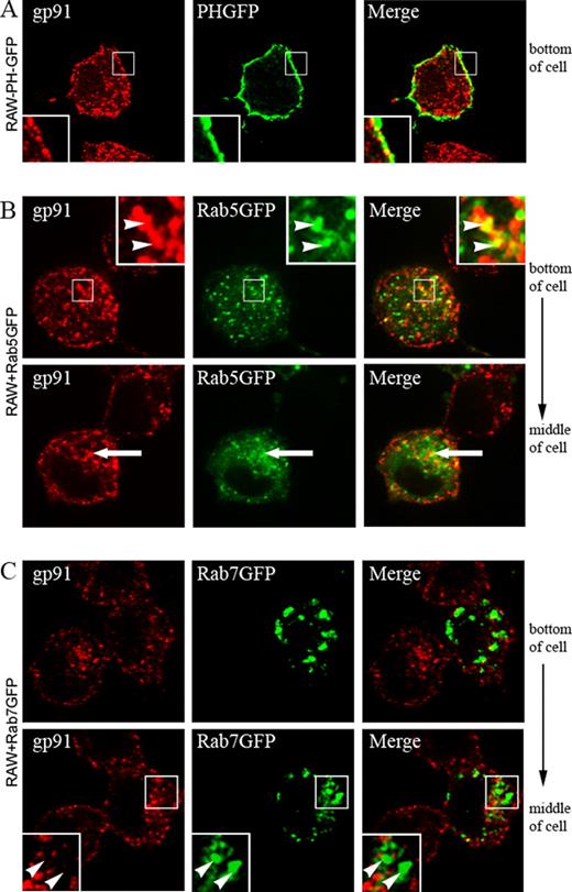 FIGURE 8. In macrophages, flavocytochrome b is present in plasma membrane and some Rab5-positive sorting endosomes, but not in Rab7-positive late endosomes. A, RAW-PH-GFP cells were fixed, permeabilized, and stained for endogenous gp91phox (mAb 54.1). Colocalization of gp91phox and the plasma membrane marker, PH-GFP, was seen at the cell surface in RAW-PH-GFP cells (insets). A single-plane z-stack slice taken from the middle of the cell is shown (n = 2 experiments where colocalization of gp91phox and PH-GFP was evaluated). RAW-WT cells transfected with Rab5GFP (B) or Rab7GFP (C) were fixed, permeabilized, and stained for gp91phox (mAb 54.1) 48 h posttransfection. B, gp91phox and Rab5GFP showed some colocalization in vesicles near the plasma membrane (top panel, arrowheads) and near the nucleus (bottom panel, arrows). C, Rab7GFP accumulated on large vesicles dispersed throughout the cell that did not colocalize with gp91phox near the plasma membrane (top panel) or near the nucleus (bottom panel, arrowheads).