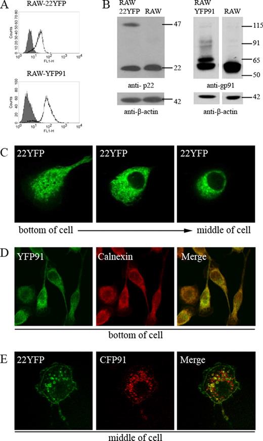 FIGURE 9. Unassembled fluorescently tagged flavocytochrome b subunits localize to the ER in RAW 264.7 macrophages, while assembled subunits localize to endosomes and the plasma membrane. Protein expression and subcellular targeting of 22YFP and YFP91 were analyzed in RAW-22YFP and RAW-YFP91 cells. 22YFP and YFP91 protein expression in RAW-22YFP and RAW-YFP91 cells was examined using flow cytometry to detect YFP (A) and using Western blotting to detect p22phox (mAb NS2) or gp91phox (mAb 54.1) (B). RAW-WT cells were used as controls for analysis by flow cytometry (filled gray) and Western blot (labeled RAW). C, Subcellular distribution of 22YFP in living RAW-22YFP cells. D, RAW-YFP91 cells were fixed, permeabilized, and stained for calnexin (n = 2 experiments where YFP91 and calnexin colocalization was evaluated). E, Live RAW-22YFP cells transfected with CFP91 were examined 24 h posttransfection. Single z-stack slices from the bottom and/or middle of the cells are shown as indicated.