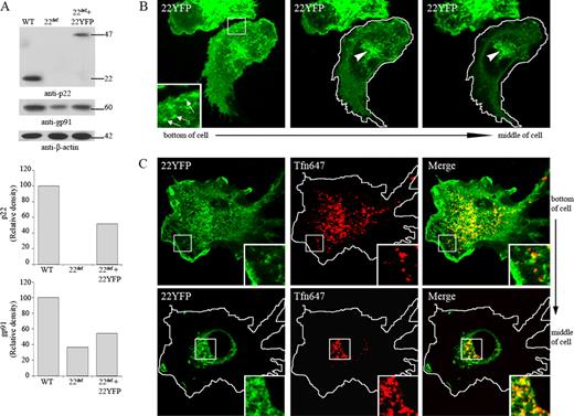 FIGURE 10. 22YFP expressed in p22phox-deficient BMDM localizes to the plasma membrane and endocytic recycling compartment. p22phox-deficient (p22def) BM cells were transduced with MSCV-22YFP and differentiated into macrophages for 6–7 days. A, Lysates of WT, p22def, and 22YFP-expressing p22def BMDM were probed to detect p22phox (mAb NS2), gp91phox (mAb 54.1), and β-actin (mAb). Top bar graph shows the relative density of p22phox protein, normalized to β-actin. Bottom bar graph shows the relative density of gp91phox protein normalized to β-actin. Data shown are representative of three independent experiments. B, 22YFP expressed in p22phox-deficient BMDM was imaged in living cells. 22YFP localizes to vesicles near the plasma membrane (insets, arrows) and vesicles that cluster near the nucleus (arrowheads). C, 22YFP-expressing p22phox-deficient BMDM were incubated with Alexa Fluor 647-conjugated transferrin (TfnAF647, 5 μg/ml) for 5 min at 37°C followed by a 25-min chase at 37°C to label the endocytic recycling compartment. 22YFP and Tfn colocalized in vesicles near the plasma membrane (top panel, insets) and near the nucleus (bottom panel, insets).