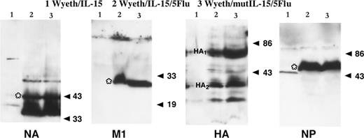 FIGURE 1. The expression of integrated H5N1 genes by recombinant Wyeth vaccinia viruses. Recombinant vaccinia infected CV-1 cell lysates were subjected to SDS-PAGE followed by immunoblotting with Abs specific for neuraminidase (NA), matrix protein M1, hemagglutinin (HA), and nucleoprotein NP proteins of influenza A virus. On the right side of each panel the arrowheads indicate the position of molecular mass markers relevant to assessing the size of the expressed protein, and the correct band is denoted by a star for each polypeptide. Lane 1, Wyeth/IL-15; lane 2, Wyeth/IL-15/5Flu; and lane 3, Wyeth/mutIL-15/5Flu.