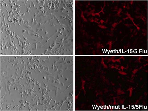 FIGURE 2. Detection of M2 protein expression by recombinant Wyeth vaccinia viruses by immunofluorescence microscopy. CV-1 cell monolayers infected with Wyeth/IL-15/5Flu or Wyeth/mutIL-15/5Flu reacted with an Ab specific for the M2 protein of the H5N1 influenza virus. Bound primary Ab was visualized using a rhodamine-conjugated secondary Ab. Left panels show the corresponding phase contrast images of the same fields.