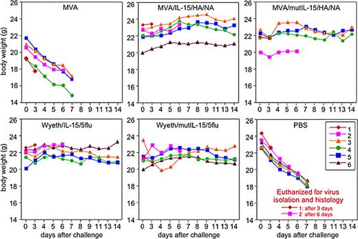 FIGURE 7. Multivalent vaccinia virus-based H5N1 influenza vaccines protect mice against a heterologous lethal challenge with a HPAI virus. Mice were s.c. vaccinated twice 4 wk apart with a dose of 1 × 107 PFU of virus. Animals vaccinated with wild-type MVA or mock vaccinated with PBS in an identical manner served as controls. Vaccinated animals were challenged intranasally 4 wk after the second immunization with a 100 LD50 dose of clade 2.2 H5N1 virus A/Ck/Indonesia/BL/2003. Body weights and survival were assessed daily for a period of 14 days. Individual animals within each group were designated 1–6 for identification.