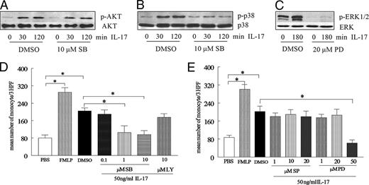FIGURE 5. IL-17 mediates monocyte migration through p38 MAPK activation. To examine whether inhibition of p38 may affect IL-17 activation of PI3K, monocytes were also treated with SB203580 10 μM or DMSO an hour before IL-17 (50 ng/ml) activation for 0 to 120 min. Thereafter, cells were probed for p-p38 MAPK (A) and pAKT (1/1000 dilution) (B) as well as p38 or AKT (1/3000 dilution). C, To ensure that 20 μM of PD98059 could effectively inhibit IL-17-induced ERK phosphorylation, monocytes were treated with PD98059 20 μM or DMSO an hour before IL-17 (50 ng/ml) activation for 0 or 180 min (experiments were done in duplicates). To determine signaling pathways associated with IL-17 monocyte migration, monocytes were preincubated with the identified chemical inhibitors for p38 (SB203580; 0.1, 1, and 10 μM) or PI3K (LY294002; 10 μM) (D) as well as JNK (SP600125; 1, 10, and 20 μM) or ERK (PD98059; 1, 20, and 50 μM) (E) and for 1 h. Subsequently, monocyte chemotaxis was performed for 2–3 h. Values demonstrate mean ± SE of three experiments in triplicate. ∗, p < 0.05.