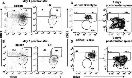 FIGURE 6. Differentiation of transferred hCD20+ T2-like B cells. Splenic B cells from 9- to 10-wk-old hCD20Tg MRL/lpr mice were cultured for 48 h with isotype or anti-CD40. Approximately 2 × 107 hCD20 Tg MRL/lpr B cells were transferred to age-matched MRL/lpr mice. Host spleens and inguinal LN were harvested after transfer at the indicated time points and restained with CD19, CD21, CD23, CD24, and anti-human CD20. Representative FACS plots of hCD20+ B cell subsets recovered from spleen and LN (A) 1 day after transfer and B, 7 days after transfer. One to 2 × 106 sorted hCD20 Tg (C), T2 isotype control (D), or anti-CD40- treated T2-like B cells were transferred to 9- to 10-wk-old MRL/lpr mice. Recipient spleens were harvested 7 days after transfer and restained with CD19, CD21, CD23, and anti-humanCD20. Gates were preset on endogenous B cell subsets. Representative FACS plots of one of four independent transfers using a minimum of five wild-type mice as recipients.