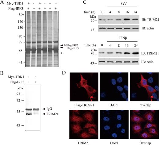 FIGURE 1. Identification of TRIM21 in IRF3 complex. A, HEK293T cells were transfected with Flag-IRF3 in the presence or absence of Myc-TBK1, and then the cell lysates were subjected to immunoprecipitation with Flag mAb. The immunoprecipitates were resolved in SDS-PAGE gel followed by silver staining. Specific bands noted by asterisks were excised for mass spectroscopy identification. B, The same samples from A were immunoblotted with TRIM21 monocolonal Ab. C, HEK293 cells were stimulated with SeV (MOI, 1.0) and IFN-β (1000 U/ml), respectively, for the indicated time periods, and the cell lysates were immunoblotted with TRIM21 monocolonal Ab. D, HEK293T cells were transfected with (upper panel) or without (lower panel) Flag-TRIM21. Subcellular localization of TRIM21 was visualized by immunofluorescent confocal microscopy with the indicated primary Abs.