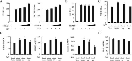 FIGURE 3. TRIM21 synergizes IRF3 activation. A and B, Increasing amount of TRIM21plasmids were transfected into HEK293 cells with IFN-β, PRDIII-I (A) or NF-κB-luc reporter plasmids (B), respectively. Twenty-four hours after transfection, cells were stimulated with SeV (MOI, 0.5) for 9 h before luciferase assays were performed. Empty vector was used to make up for difference of plasmids transfected. pTK-Renilla reporter was used to normalize data. C, Equal amounts of the indicated TRIM21 constructs were transfected into HEK293 cells together with PRDIII-I-luc and pTK-Renilla reporters. Twenty-four hours after transfection, cells were stimulated with SeV for 9 h before luciferase assays were performed. D and E, Induction of IFN-β, ISG56, RANTES (D), and IL-8 (E) mRNA by SeV infection in the presence of control and indicated plasmids were measured by quantitative PCR. Data in A–E are presented as means ± SD from at least three independent experiments. ∗, p < 0.05; ∗∗, p < 0.01.