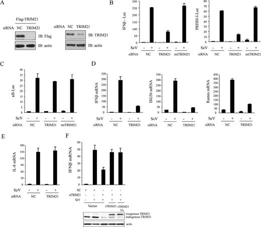 FIGURE 4. Knockdown of TRIM21 impairs IRF3 activity. A, HEK293 cells were transfected with (left) or without (right) Flag-TRIM21 and then treated with NC or TRIM21 siRNA, respectively. Cell lyastes were immunoblotted with indicated Abs. B and C, The indicated TRIM21 siRNAs were transfected into HEK293 cells together with IFN-β, PRDIII-I (B), or NF-κB-luc reporter (C) plasmids, respectively. Forty-eight hours after transfection, cells were stimulated with SeV (MOI, 0.5) for 9 h before luciferase assays were performed. pTK-Renilla reporter was used to normalize data. D and E, Induction of IFN-β, ISG56, RANTES (D), and IL-8 mRNA (E) by SeV infection in the presence of control, and indicated siRNA was measured by quantitative PCR. F, HEK293 cells were transfected with indicated siRNA and then rescued with siRNA-resistant TRIM21. After SeV infection, induction of IFN-β mRNA was measured by quantitative PCR. Data in B–F are presented as means ± SD from at least three independent experiments.