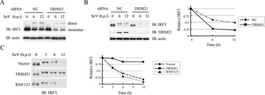FIGURE 5. TRIM21 regulates IRF3 stability. A and B, HEK293 cells were transfected with control or TRIM21 siRNA and then stimulated with SeV (MOI, 1.0) for indicated times. Cell lysates were resolved in native gel (A) or denaturing gel (B) followed by immunoblotting with IRF3 Ab. C, HEK293 cells were transfected with indicated plasmids. After treatment with SeV (MOI, 1.0) for indicated times, cell lysates were immunoblotted with IRF3 Ab. IRF3 expression was quantitated densitometrically and is graphed at the right side of the corresponding blots.